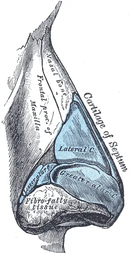 Engraved anatomical diagram of the cartilages of the nose seen from the side, showing the nasal bone, the lateral cartilage, the greater alar cartilage and the septal cartilage.