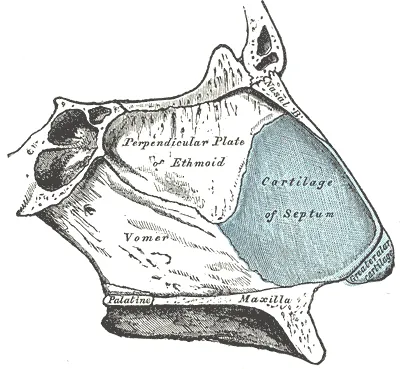 Engraved anatomical plate of the bones and cartilages of the nasal septum, right side.