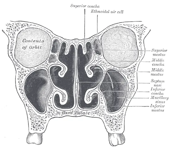 Engraved anatomical plate: a coronal section through the nasal cavities, showing the maxillary sinuses and ethmoidal air cells either side of the septum, with the turbinates and the orbits above.